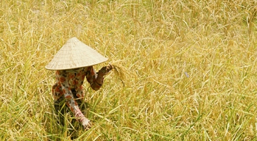 Food and Agriculture Organization of the United Nations (FAO) working to eradicate hunger and improve nutrition through implementation of regional initiatives in Asia-Pacific